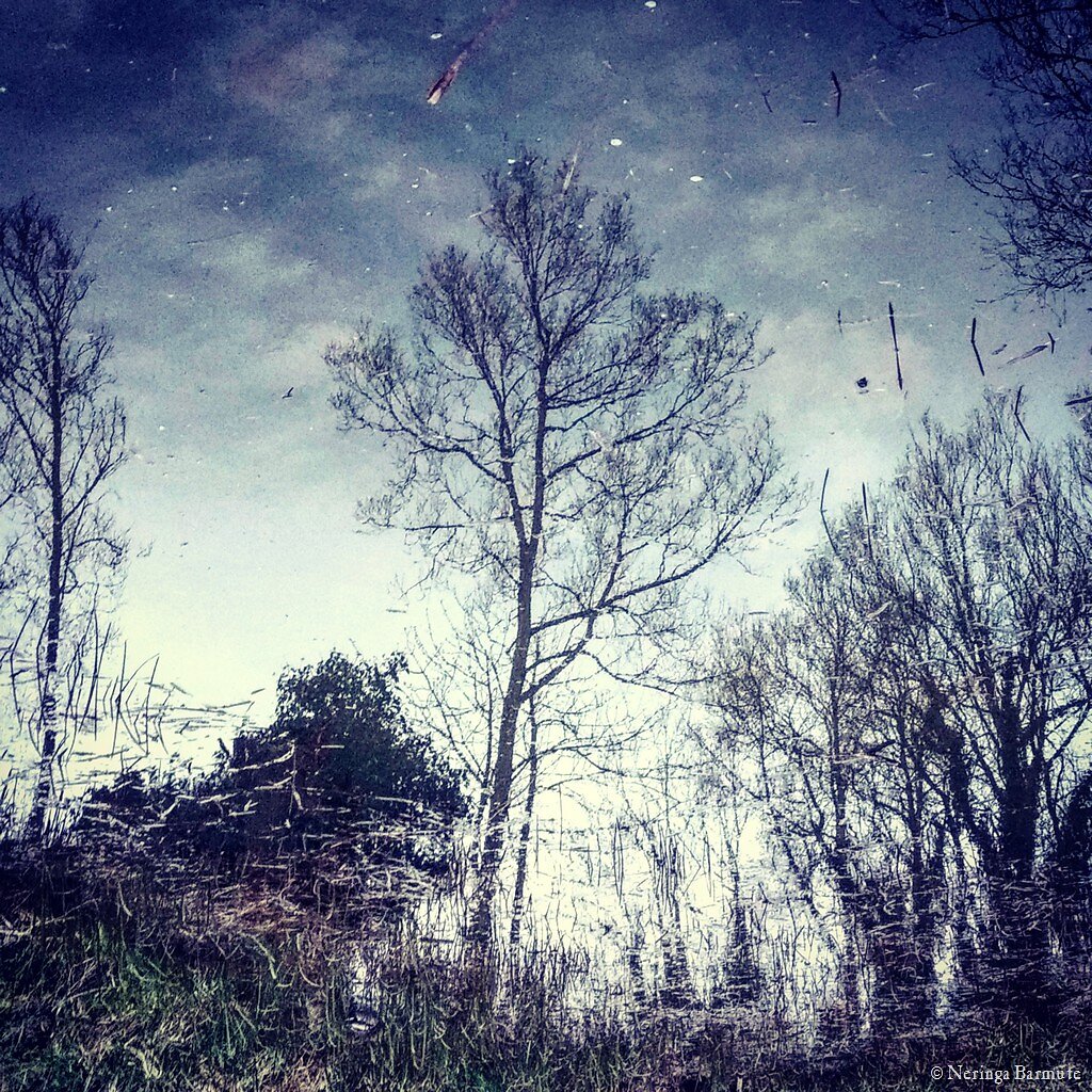 Reflected tree
