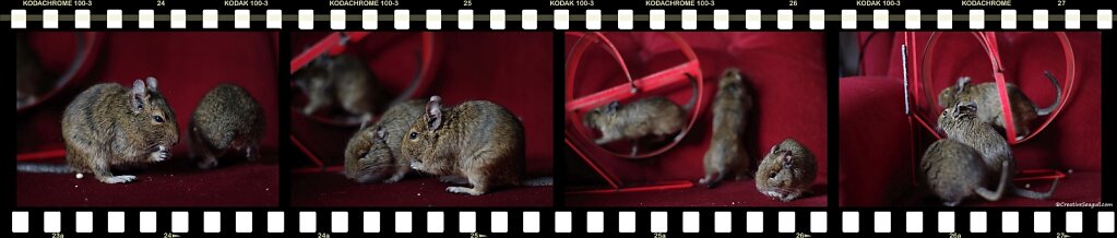film-strip-degu-c-web.jpg